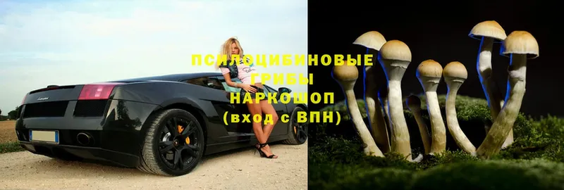 купить наркоту  Волчанск  Галлюциногенные грибы Psilocybine cubensis 